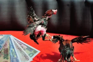 Bậc Thầy Đá Gà Sabong 33Win Bí Quyết Thắng Lớn Trong Tầm Tay Bạn